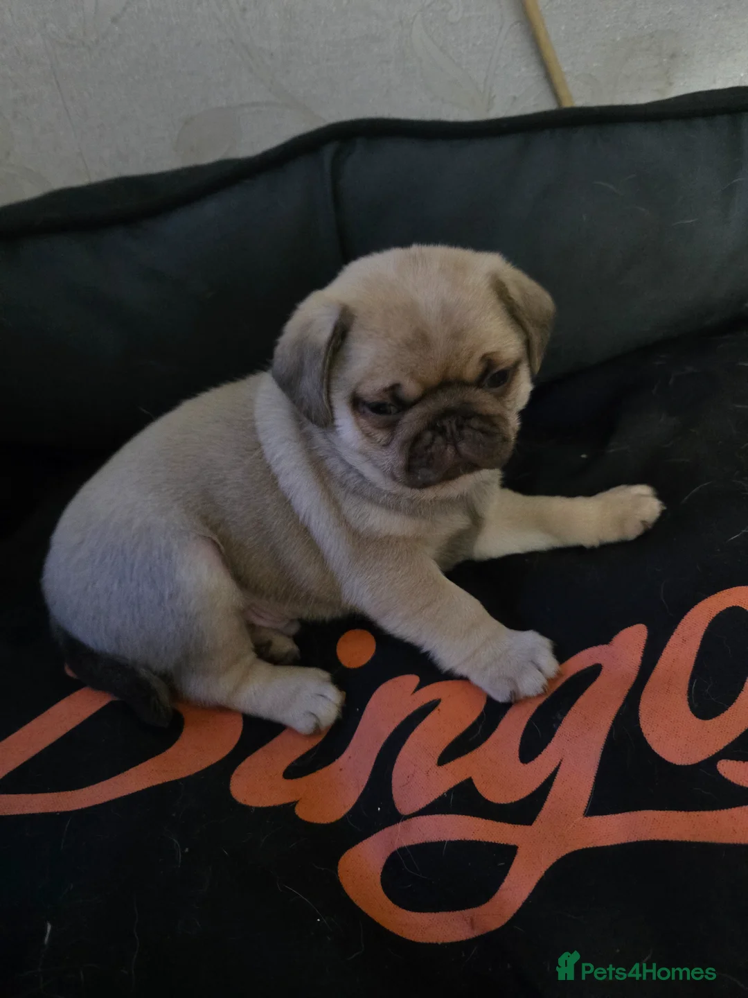 Pug dogs for sale: One kc registered boy left  - Advert 2