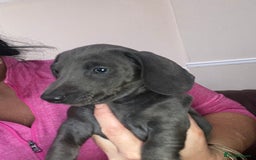 Dachshund dogs for sale: Isabella blue dachshund puppies  - Image 3