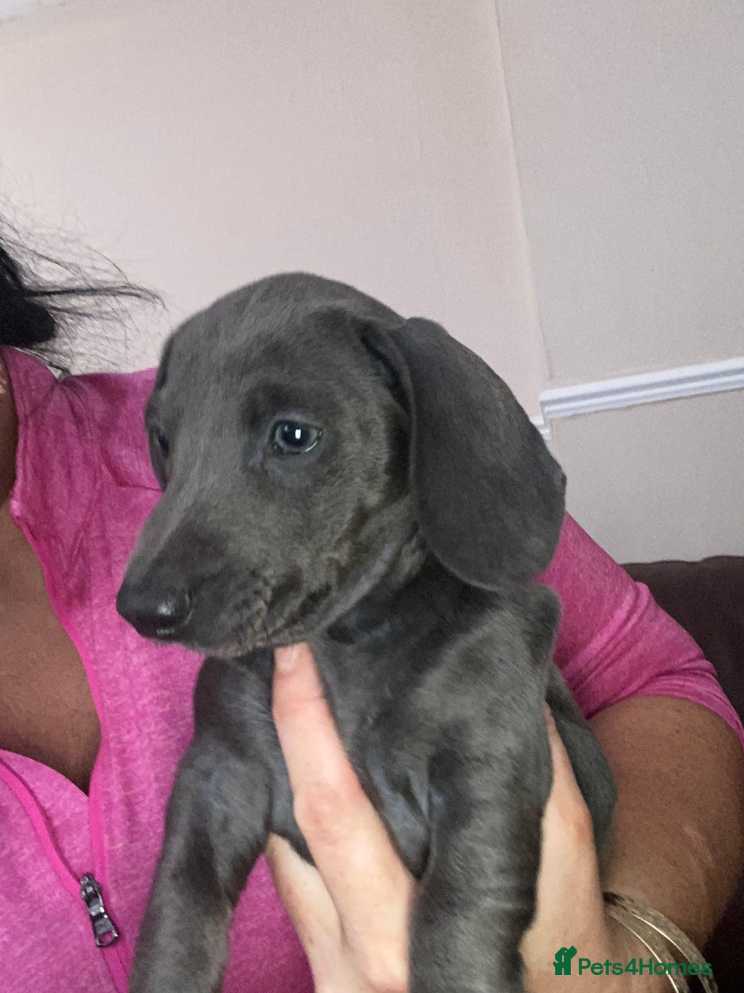 Dachshund dogs for sale: Isabella blue dachshund puppies  - Image 3
