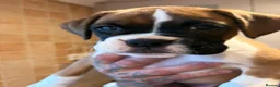 Boxer dogs for sale: Beautiful boxer puppies, 1 Male and 1 Girl -Tailed - Advert 5