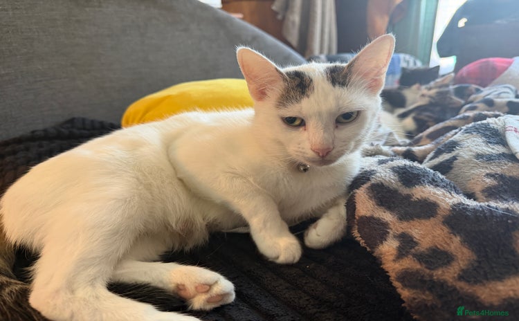 European cats - Advert 1