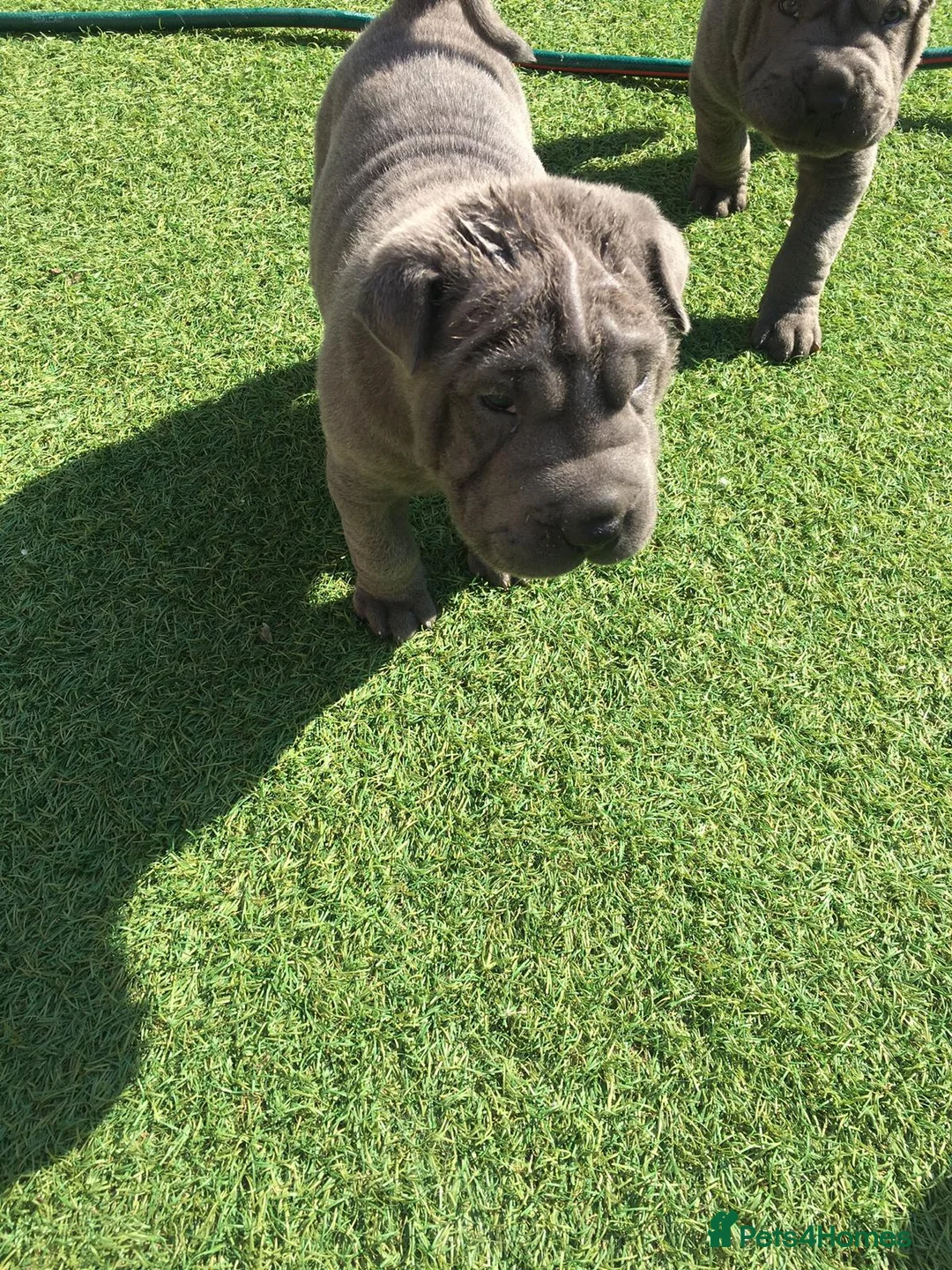 Shar Pei dogs for stud: Big boy Bleu in Sheffield - Advert 14