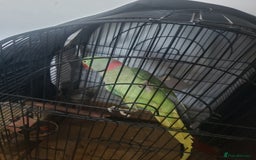 Parrots birds for sale: Parrot for sale - Advert 2