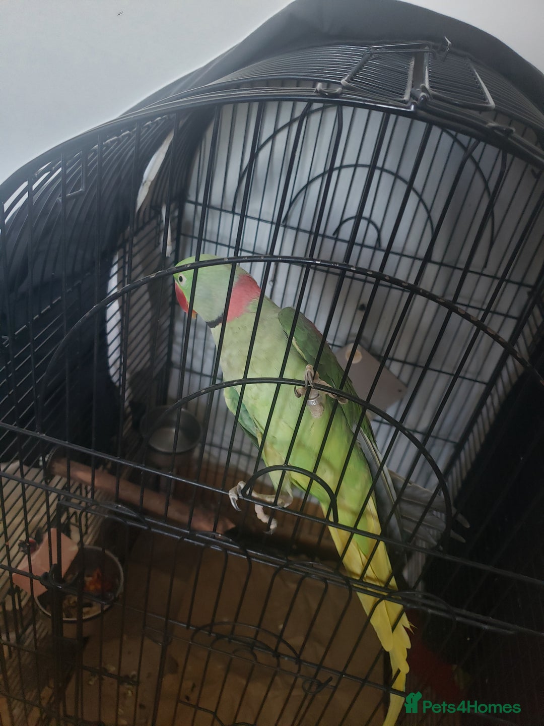 Parrots birds for sale: Parrot for sale - Advert 2