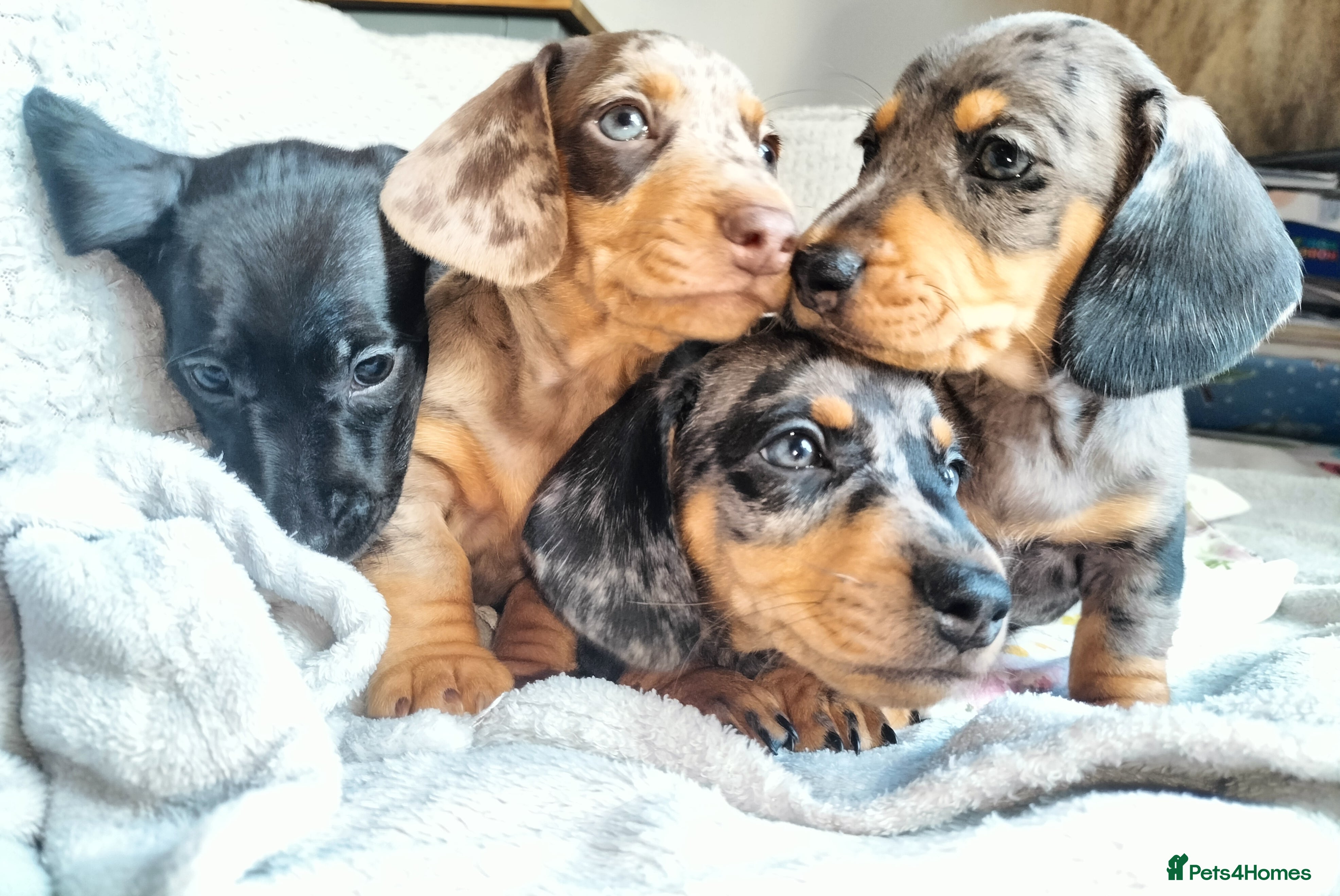 Miniature Dachshund dogs Beautiful miniature dachshunds 😊 - Advert 6
