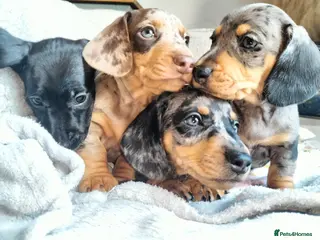 Miniature Dachshund dogs Beautiful miniature dachshunds 😊 - Advert 2