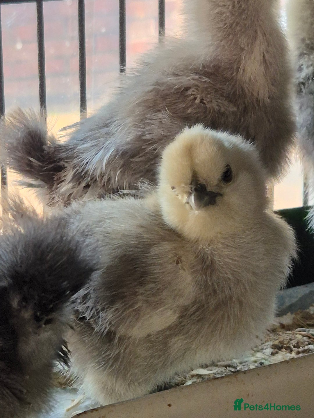 Chickens poultry for sale: Unsexed silkie chicks - Image 3
