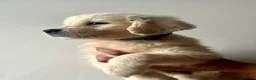Golden Retriever dogs for sale: Stunning English cream golden retriever puppies in Rainham - Advert 3