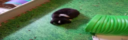 Mini Lop rabbits for sale: Gorgeous female mini lop to reserve in Glasgow - Advert 11