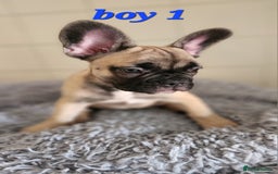 French Bulldog dogs for sale: 🐶3 french bulldogs left, price reduced £500🐶 - Image 14