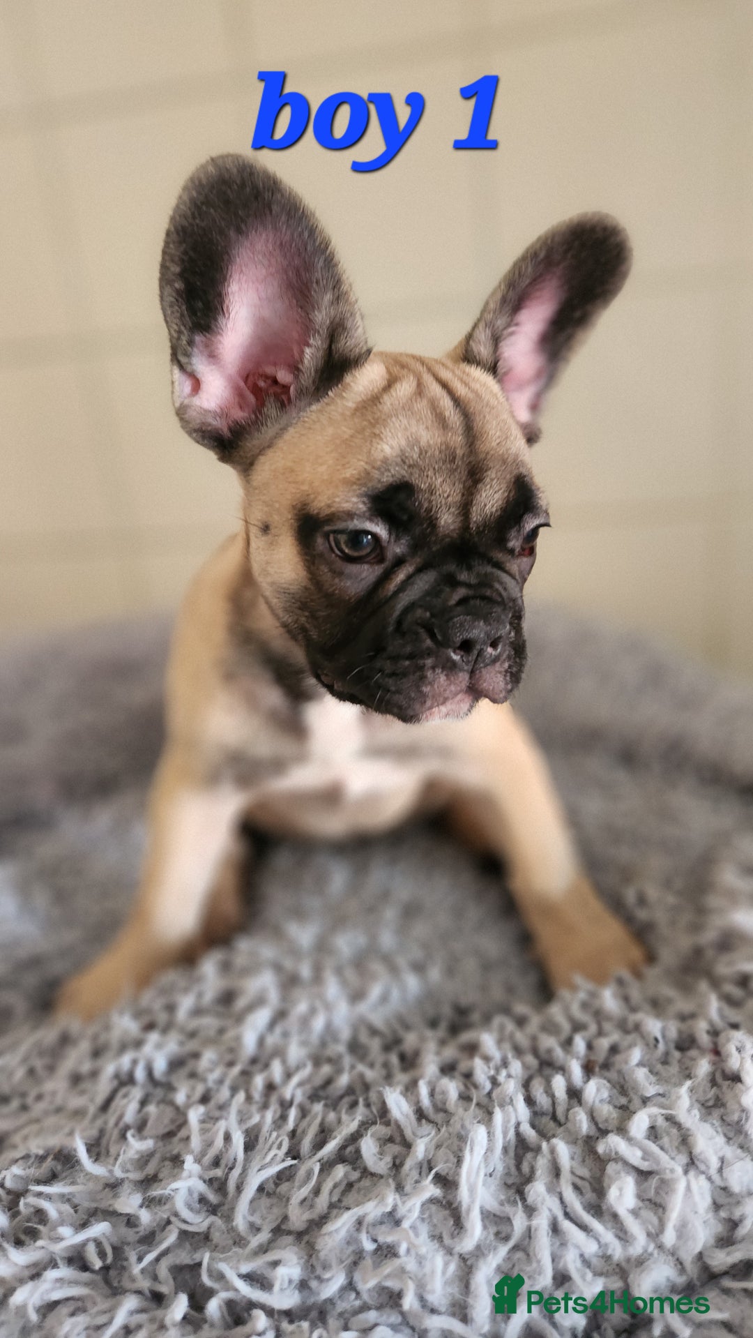 French Bulldog dogs for sale: 🐶3 french bulldogs left, price reduced £500🐶 - Image 14