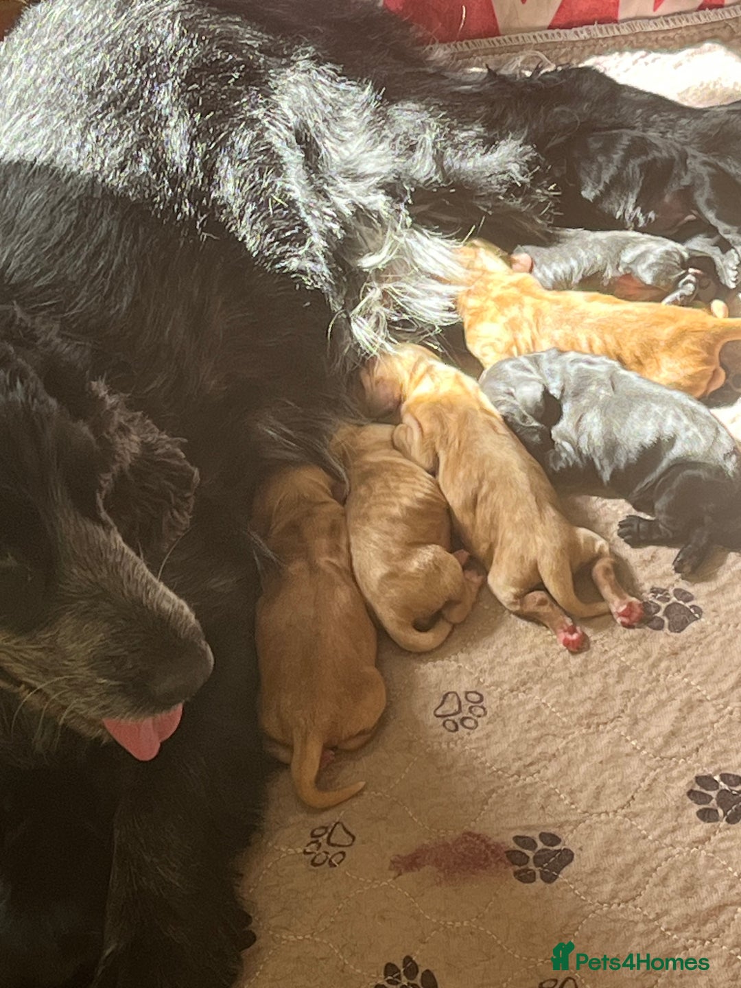 Cocker Spaniel dogs for sale: Stunning KC Reg Show Cocker, health tested mum - Image 17