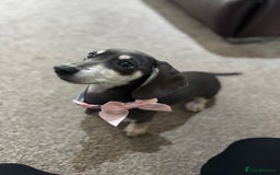 Dachshund dogs for sale: Blue & cream dachshund puppy - Image 1