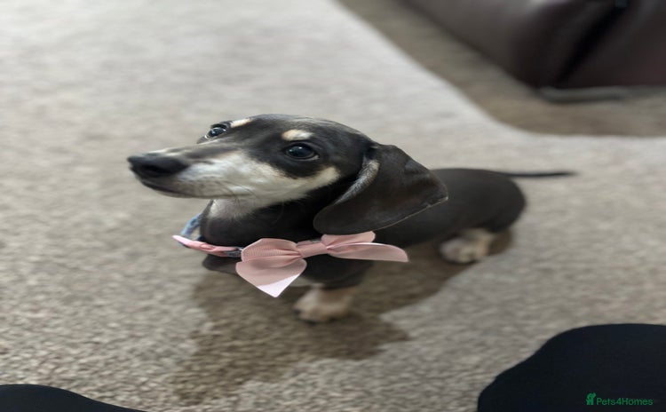 Dachshund dogs - Advert 1