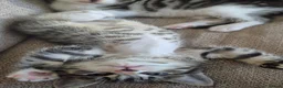 Mixed Breed cats for sale: Mum Bengal Mix - Advert 3