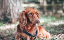 Miniature Dachshund dogs for sale: RED Russian Pedigree Miniature Dachshunds - Image 13