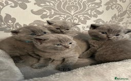British Shorthair cats for sale: Stunning British shorthair kittens - Image 12