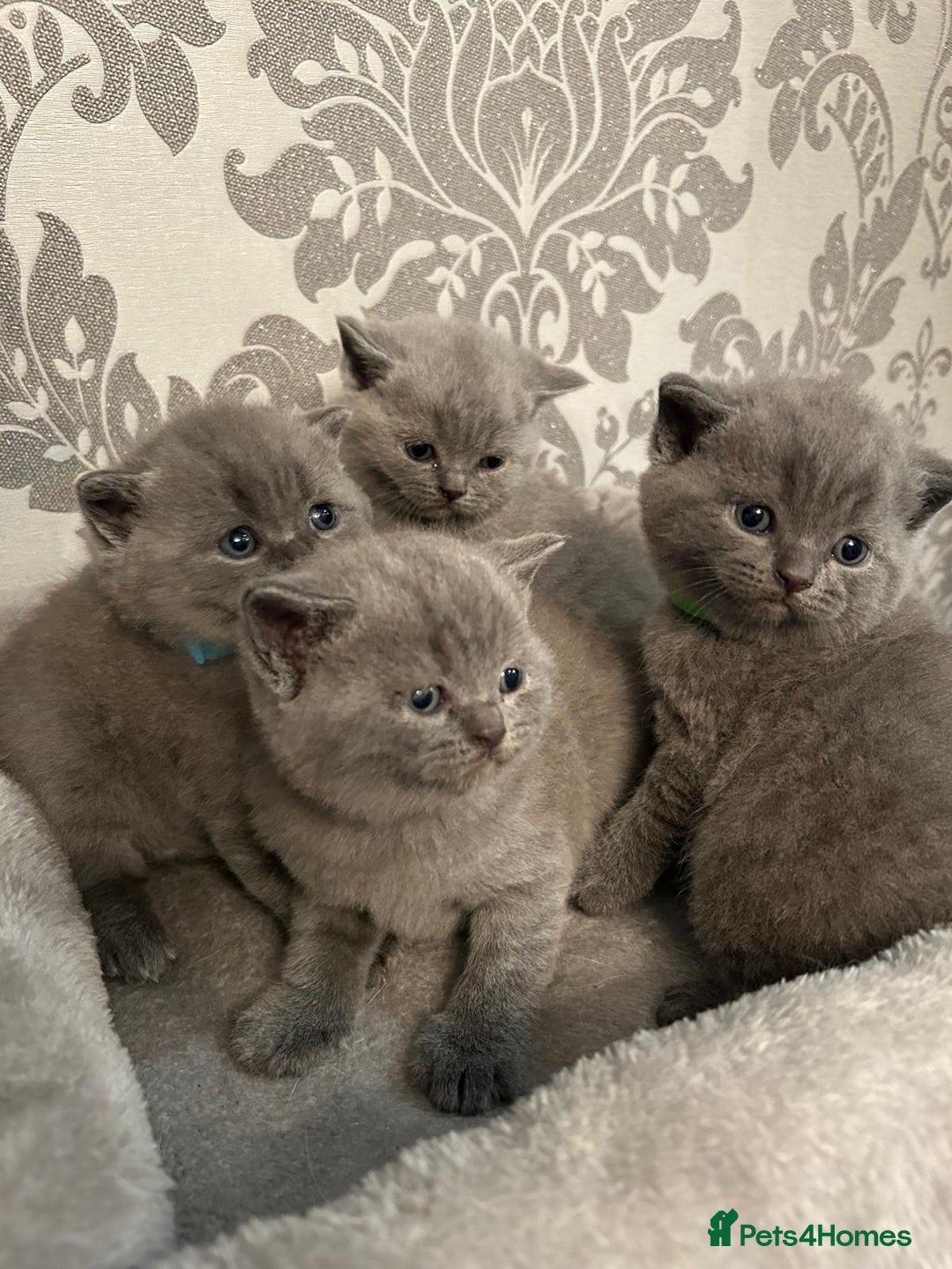 British Shorthair cats for sale: Stunning British shorthair kittens - Image 12