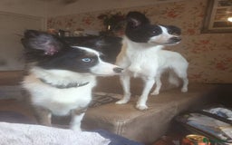 Mixed Breed dogs for sale: Papillon x collie - Image 9