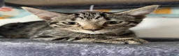 Mixed Breed cats for sale: Mixed Bombay Bengal - Advert 2