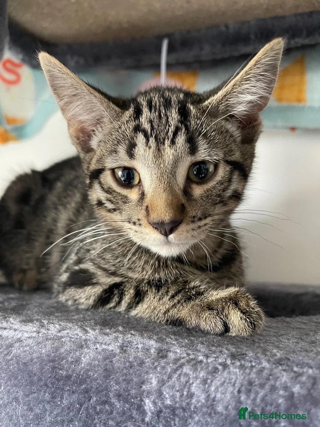 Mixed Breed cats for sale: Mixed Bombay Bengal - Advert 2