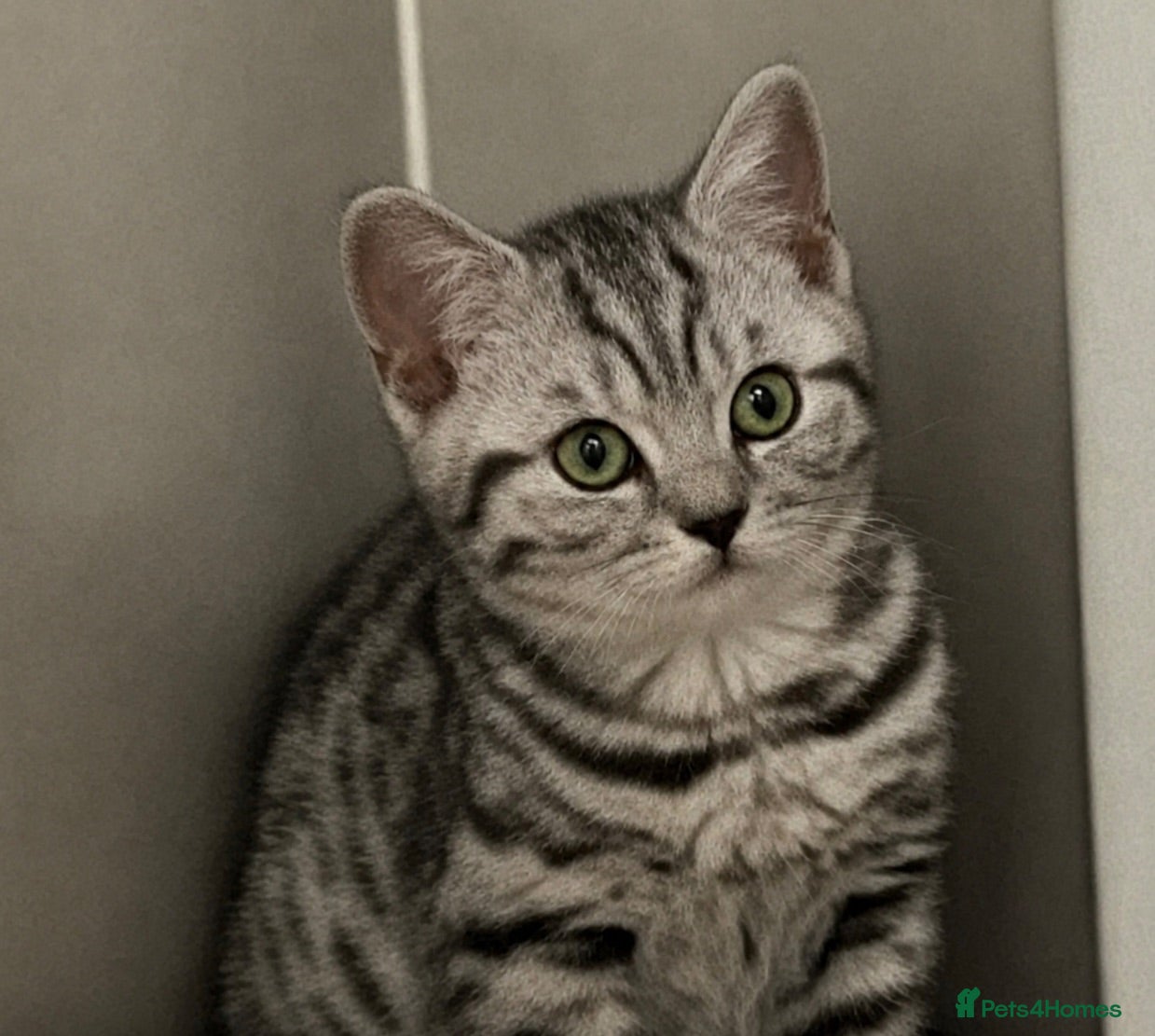 British Shorthair cats Stunning black silver spotted British Shorthair  - Advert 1