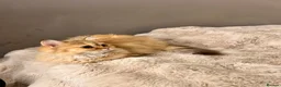 British Longhair cats for sale: Adorable GCCF British LH & SH Kittens - Advert 31