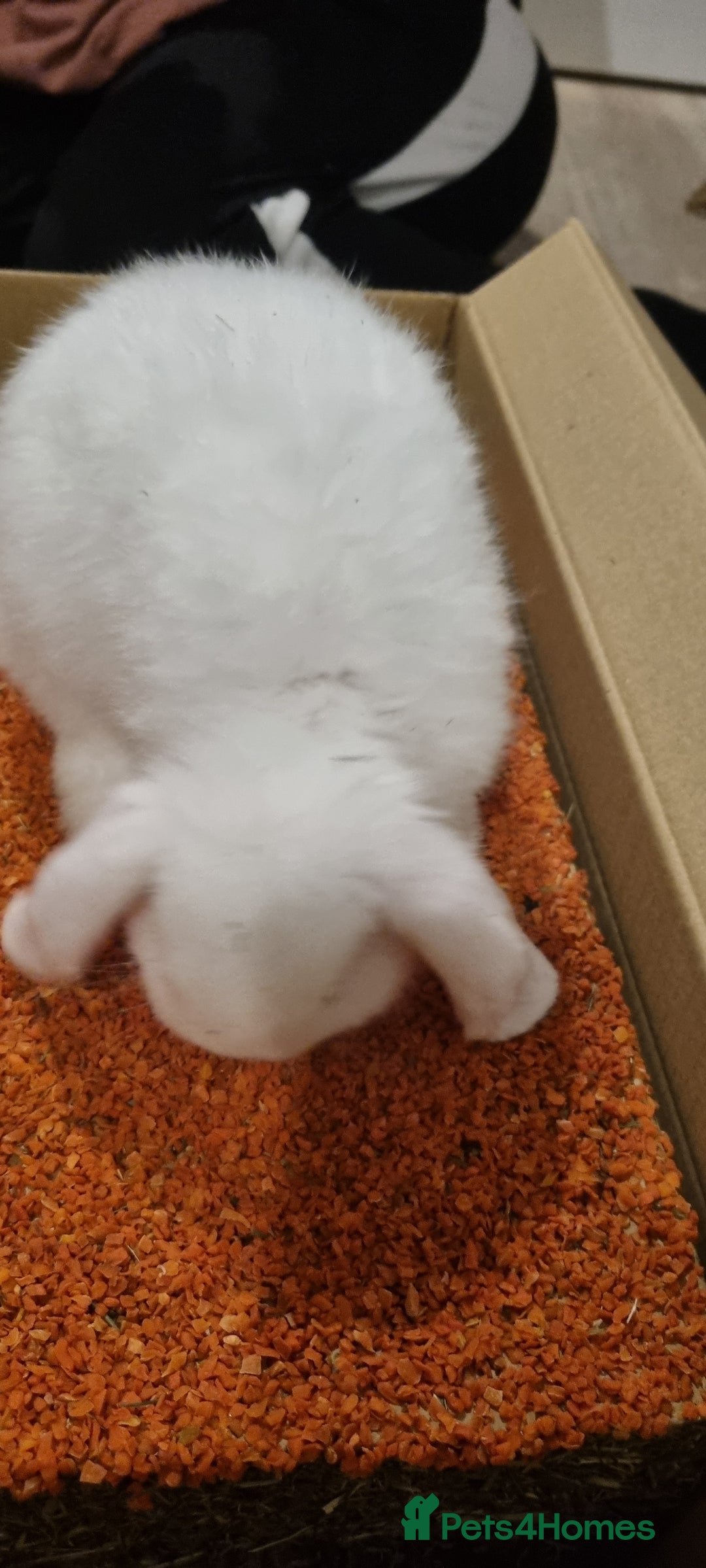 Mini Lop rabbits for sale: 2 mini lop rabbits  - Advert 4