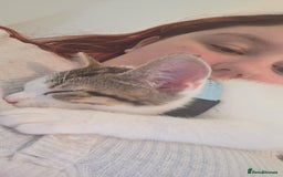 Mixed Breed cats for sale: Kitten for sale  - Image 1