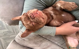 French Bulldog dogs for sale: Kronk Rojo French bulldog  - Image 10
