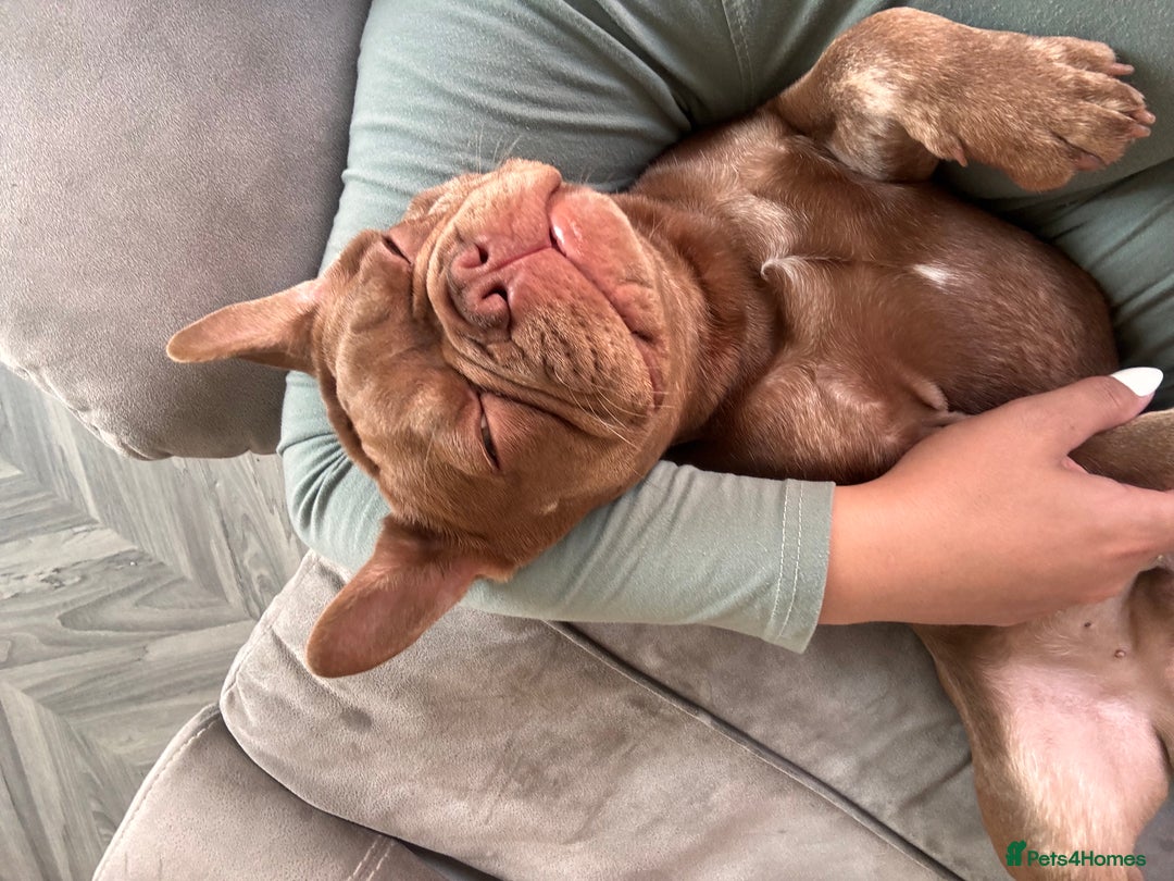 French Bulldog dogs for sale: Kronk Rojo French bulldog  - Image 10