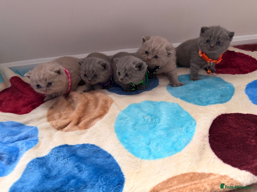 British Shorthair cats for sale: Beautiful big British Shorthair Kittens - Advert 2