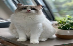 Ragdoll cats for sale: Adorable Ragdoll Kitten Fife Registered Breeder - Image 11
