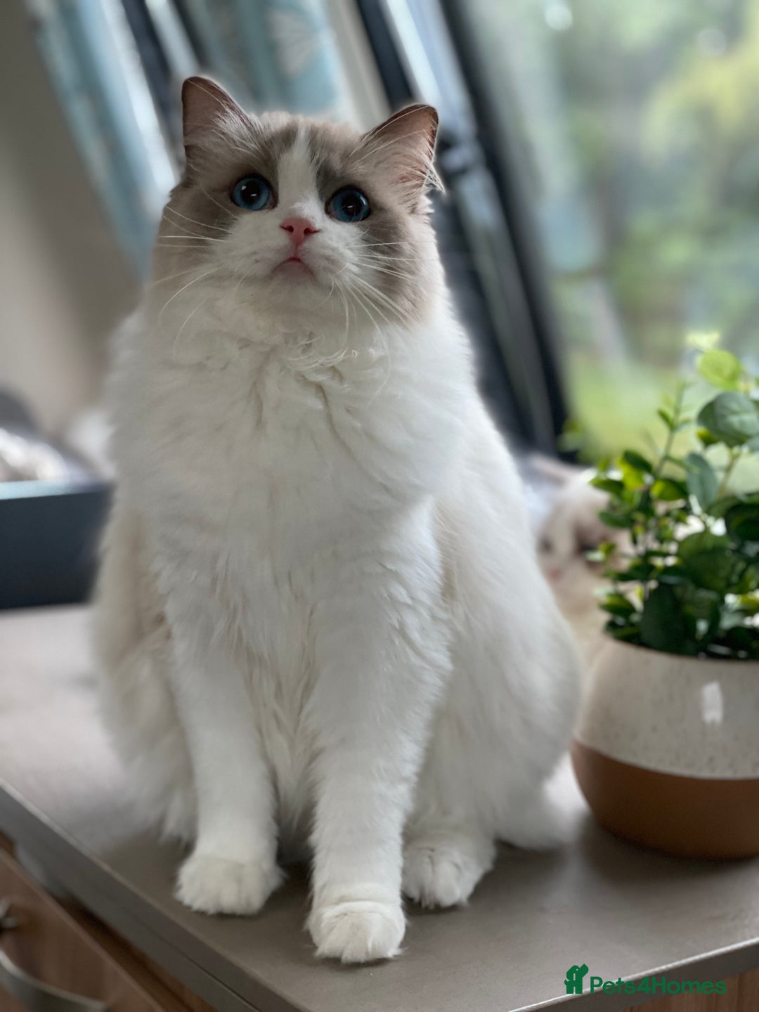 Ragdoll cats for sale: Adorable Ragdoll Kitten Fife Registered Breeder - Image 11
