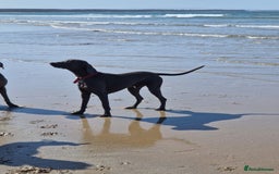 Weimaraner dogs for stud: Blue weimaraner for stud in Elgin - Image 1