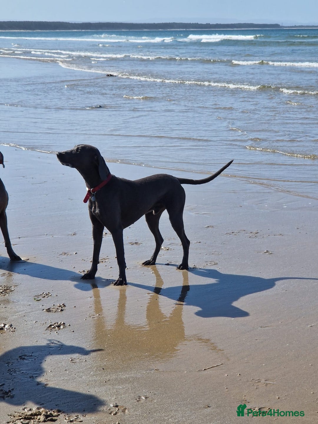 Weimaraner dogs for stud: Blue weimaraner for stud in Elgin - Image 1