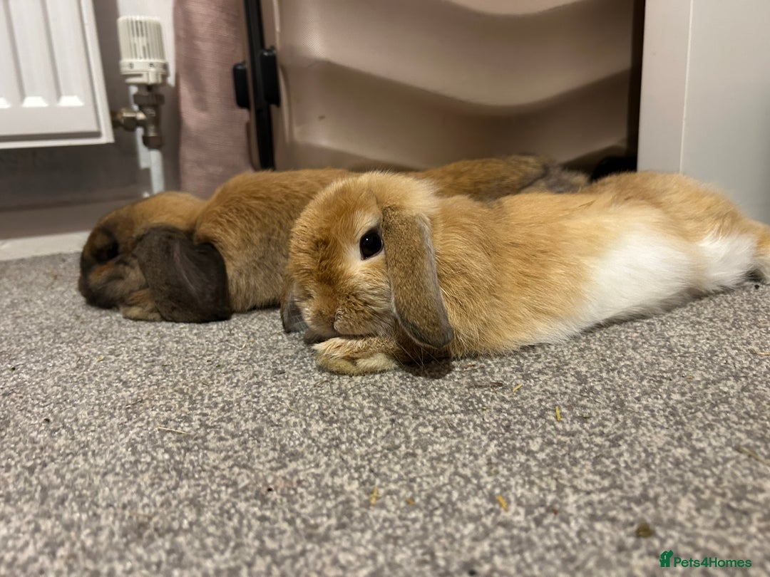 Mini Lop rabbits for sale: Mini lops for sale  - Image 2