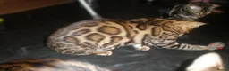 Bengal cats for sale: 5 Beautiful Bengal Kittens Ready Now  - Advert 13