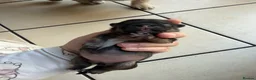 Pekingese dogs for sale: Pure Pekingese Puppies  - Advert 11