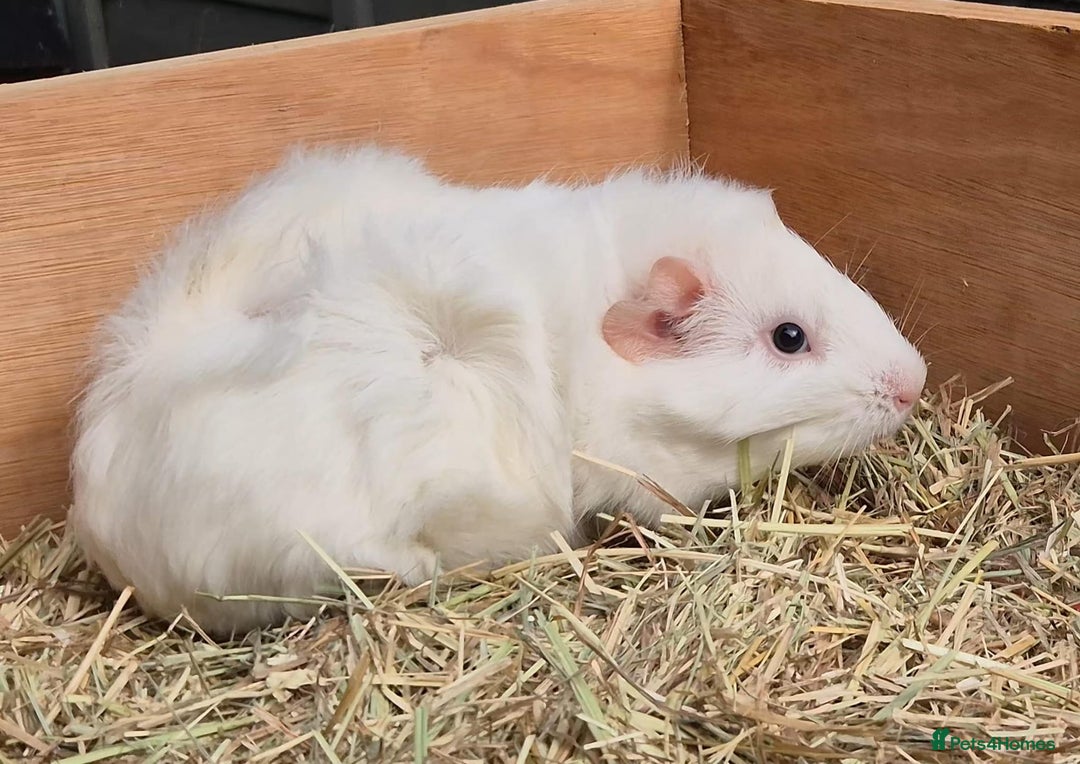 Guinea Pig rodents for sale: Young Guinea Pigs – 3 Litters Ready & Reserve - Image 11