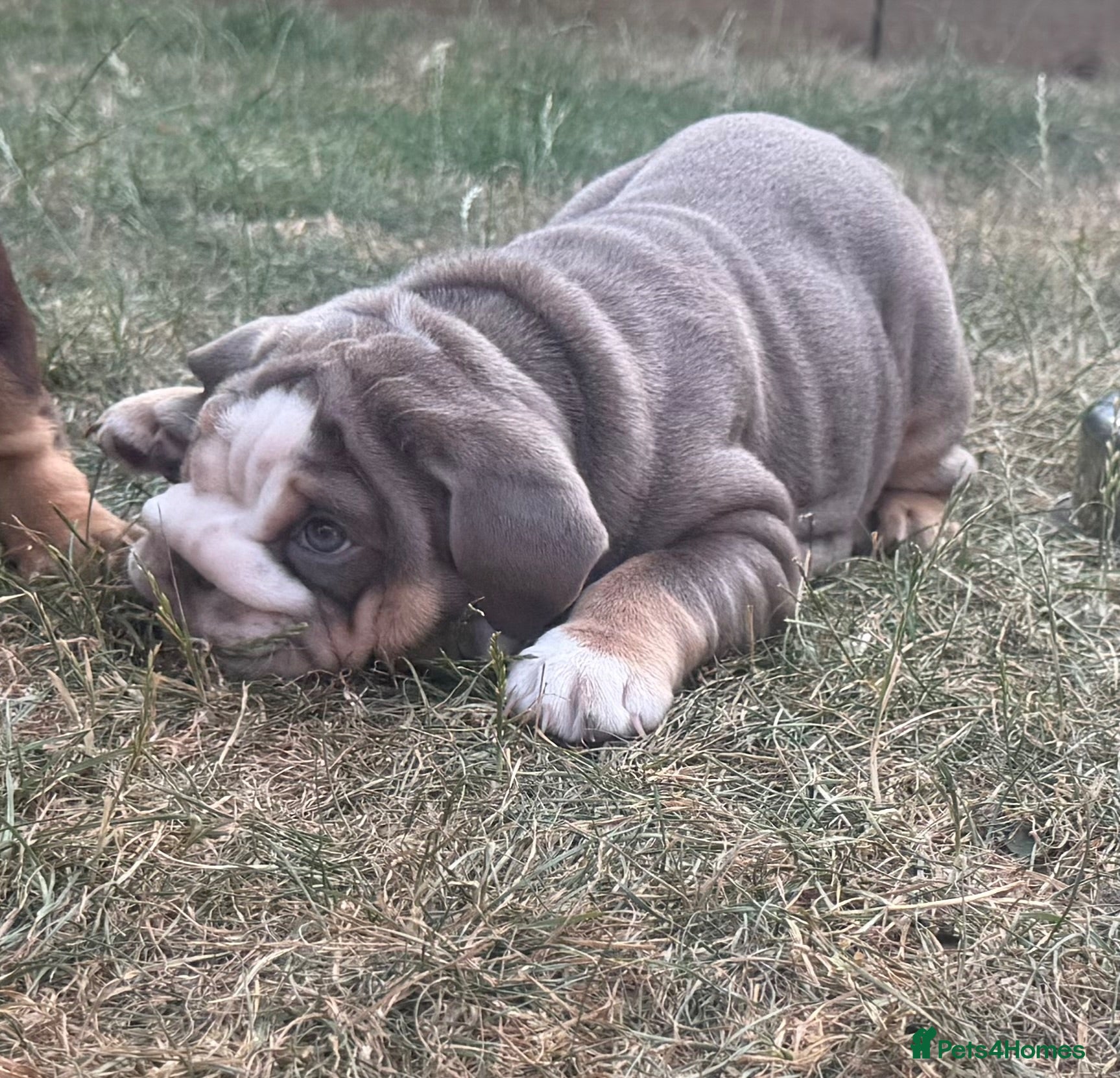 English Bulldog dogs 🏴󠁧󠁢󠁥󠁮󠁧󠁿Ready to leave 2left english Bulldog - Advert 6