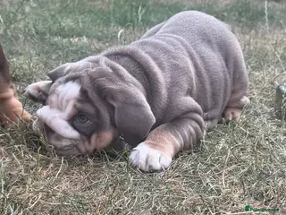 English Bulldog dogs 🏴Ready to leave 2left english Bulldog - Advert 6