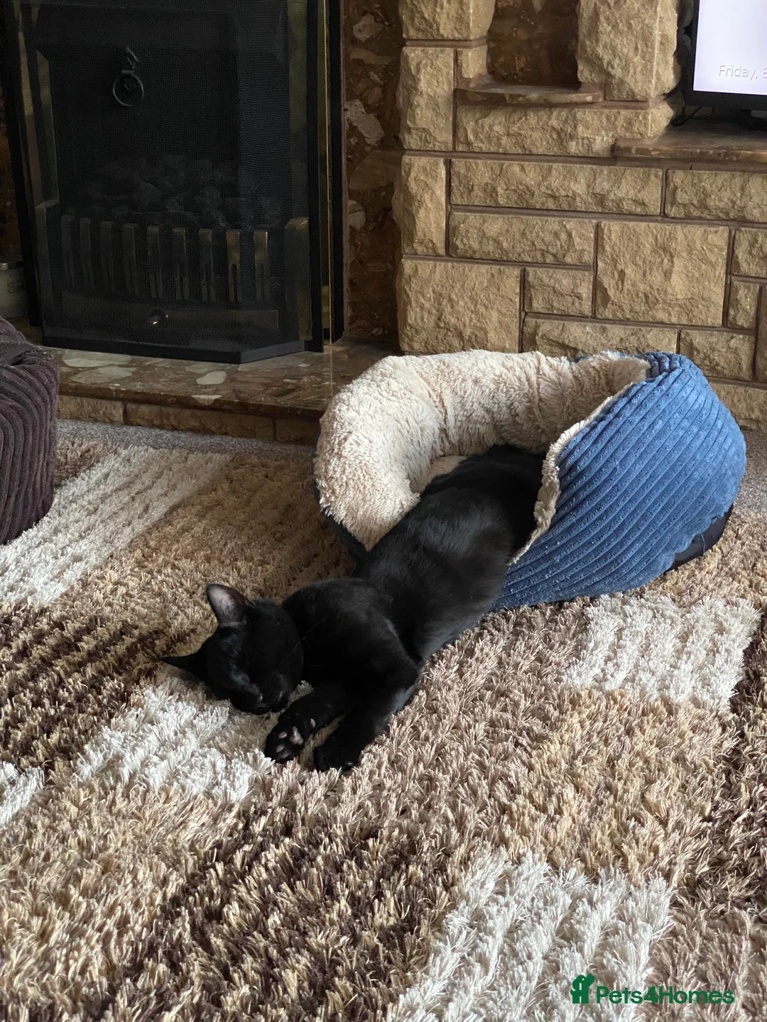 Mixed Breed cats for sale: 6 year old male cat needs a loving home - Advert 2