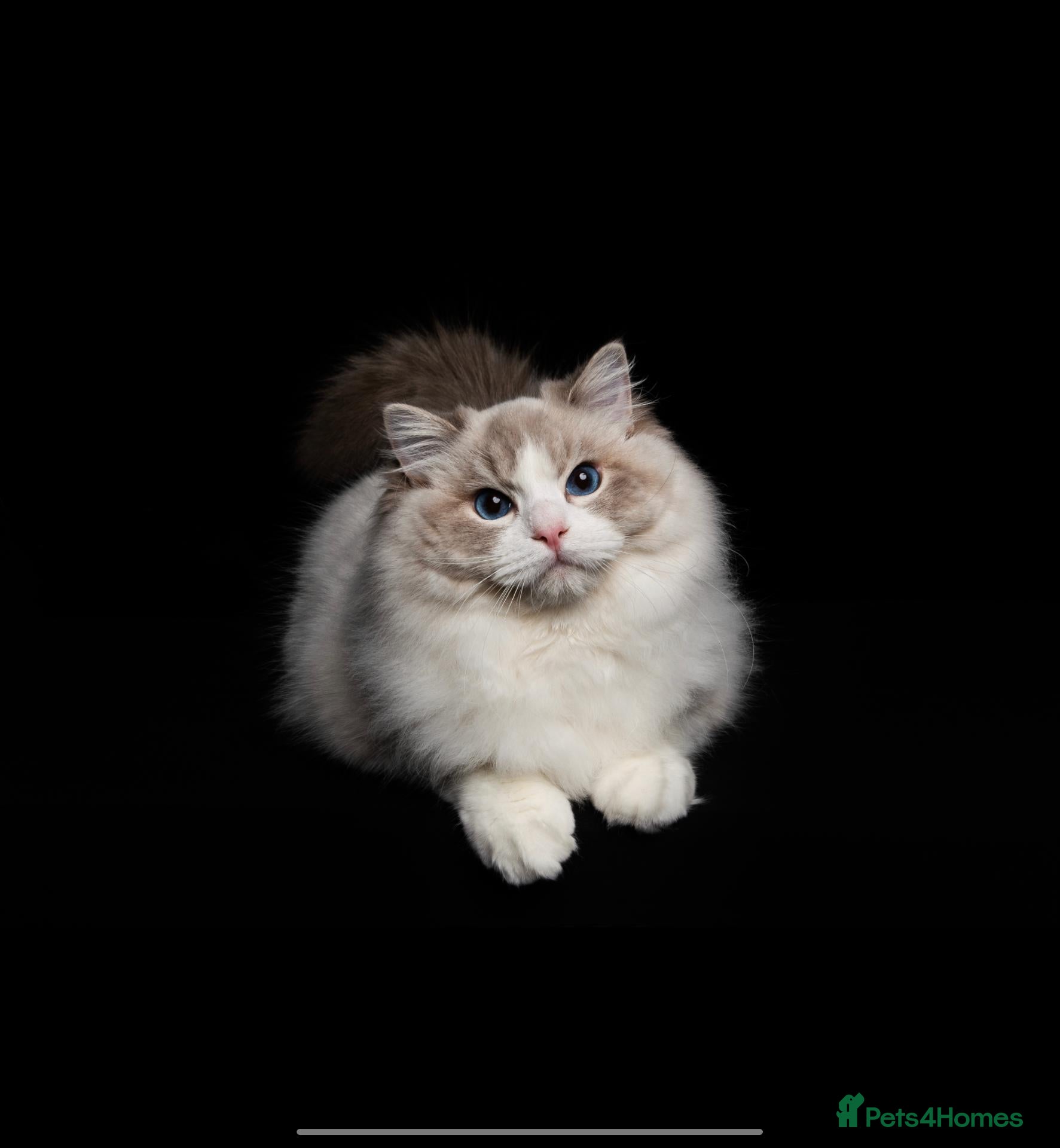 Ragdoll cats ACTIVE REGISTER BEST RAGDOLL IN UK BOY - Advert 1