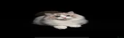 Ragdoll cats for sale: ACTIVE REGISTER BEST RAGDOLL IN UK BOY - Advert 1