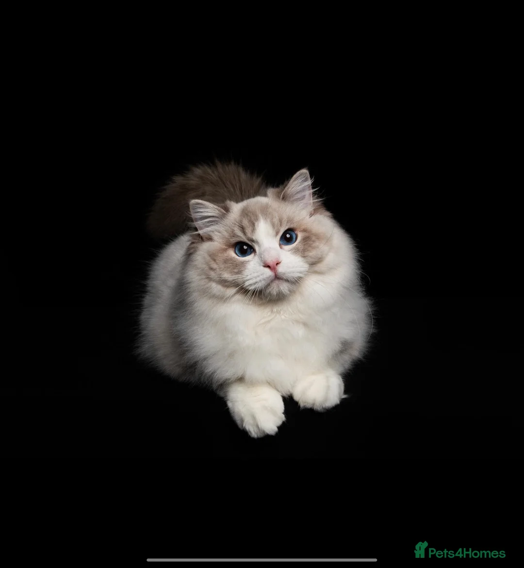 Ragdoll cats for sale: ACTIVE REGISTER BEST RAGDOLL IN UK BOY - Advert 1