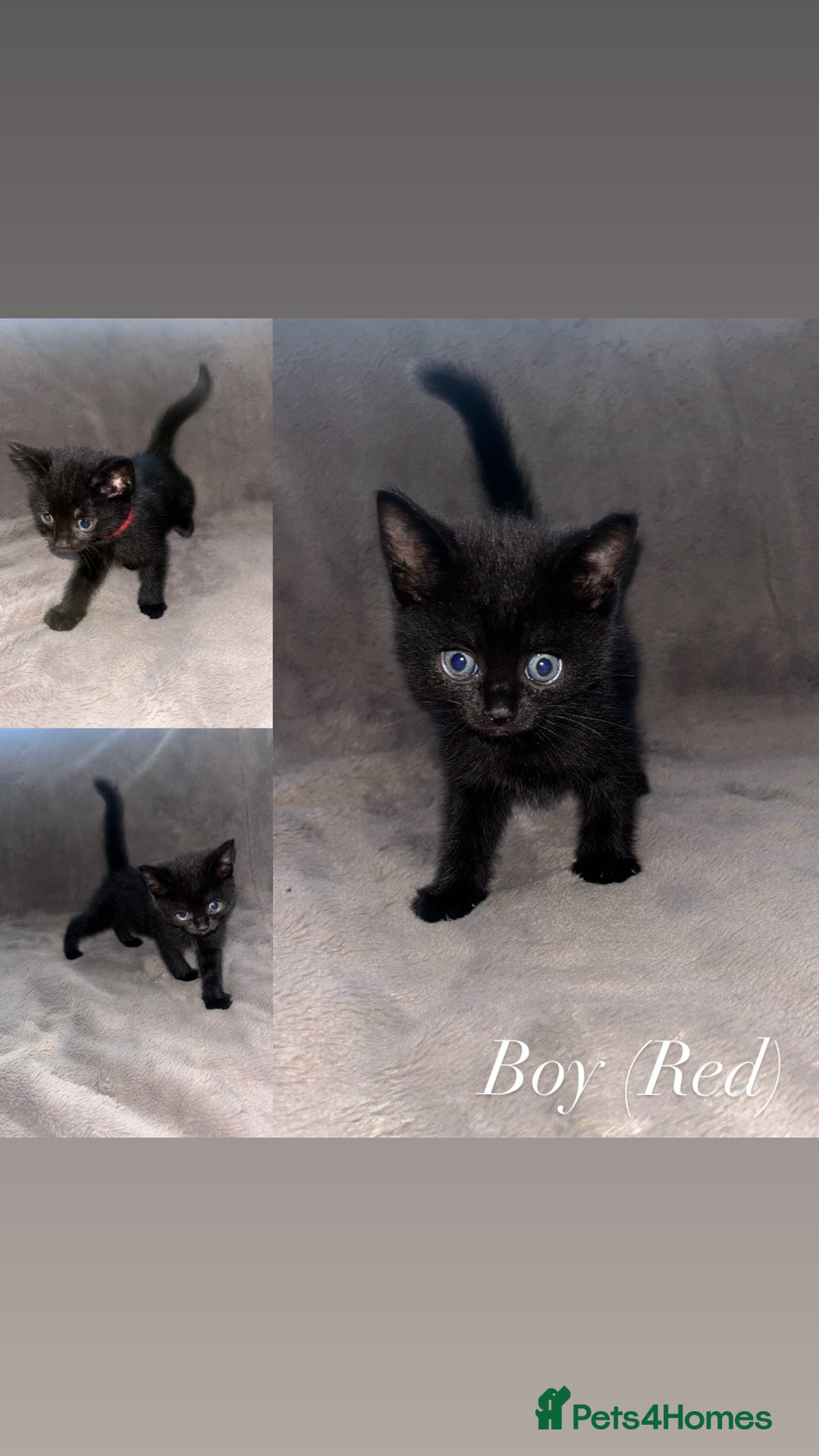 Domestic Shorthair cats for sale: Black Domestic Shorthair Kittens  - Advert 7