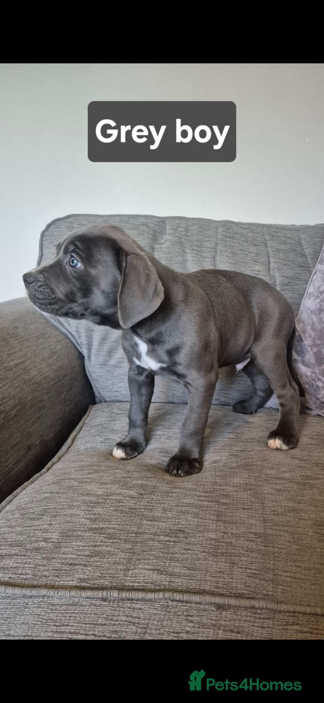 Cane Corso dogs for sale: Ready for new homes, cane corsos.  - Advert 2