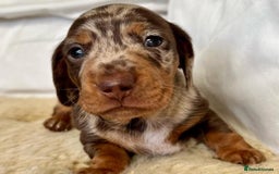 Miniature Dachshund dogs for sale: Beautiful Purebred Miniature Dachshund Puppies - Image 2