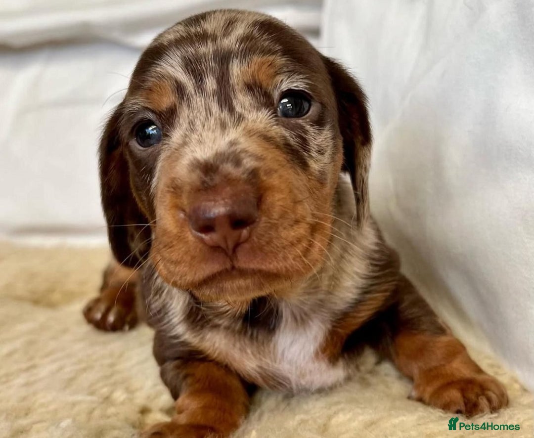 Miniature Dachshund dogs for sale: Beautiful Purebred Miniature Dachshund Puppies - Image 2